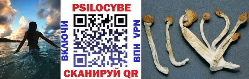 купить наркоту  Салехард  Галлюциногенные грибы Psilocybe 
